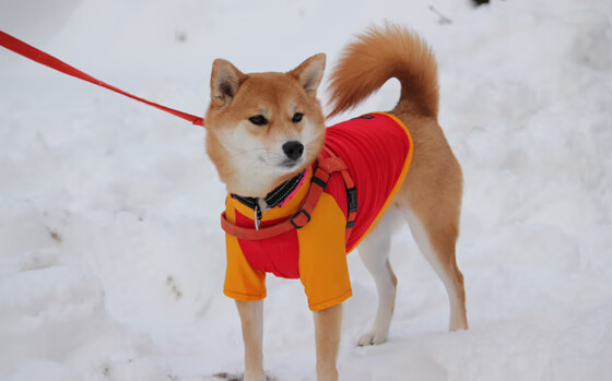 绿与蓝的交响，当凯尔特人终结悬念，欧文在亚平宁画下惊叹号