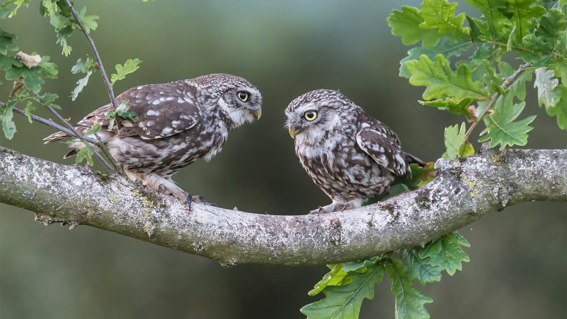 开云体育登录-审判日之剑，奥亚尔萨瓦尔生死时刻刺穿玻利维亚心脏