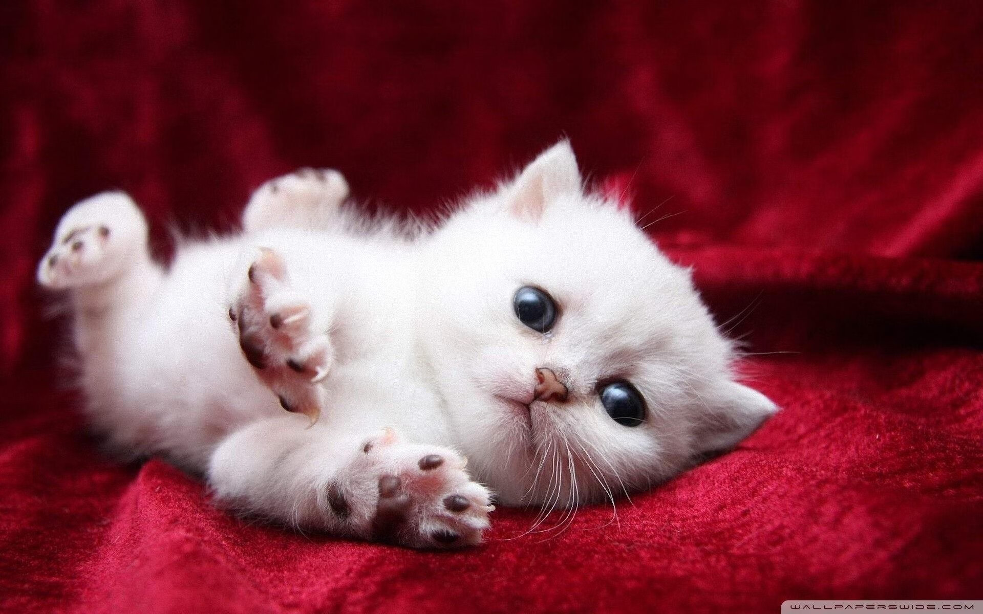 开云体育在线-冷门惊雷与新王加冕，当洪都拉斯碾压韩国，姆巴佩已在美加墨时代昂首接管