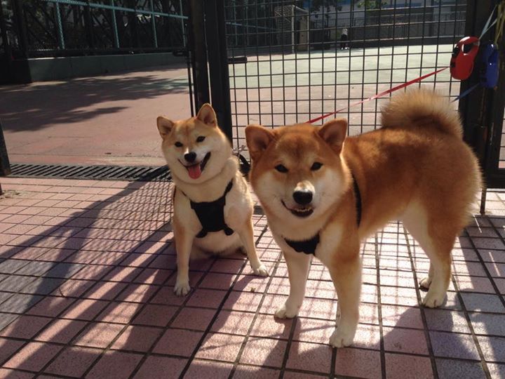 巴黎独舞,基耶萨在法兰西大球场的胜利与哀歌