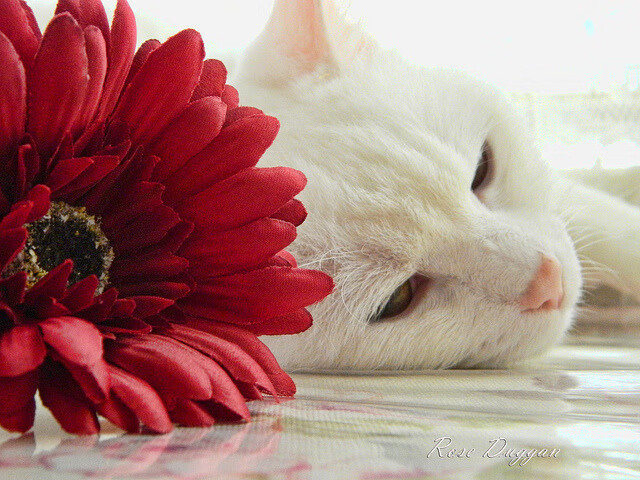 开云体育登录-法比尼奥关键一击助玻利维亚粉碎哥斯达黎加，南美劲旅展现实力