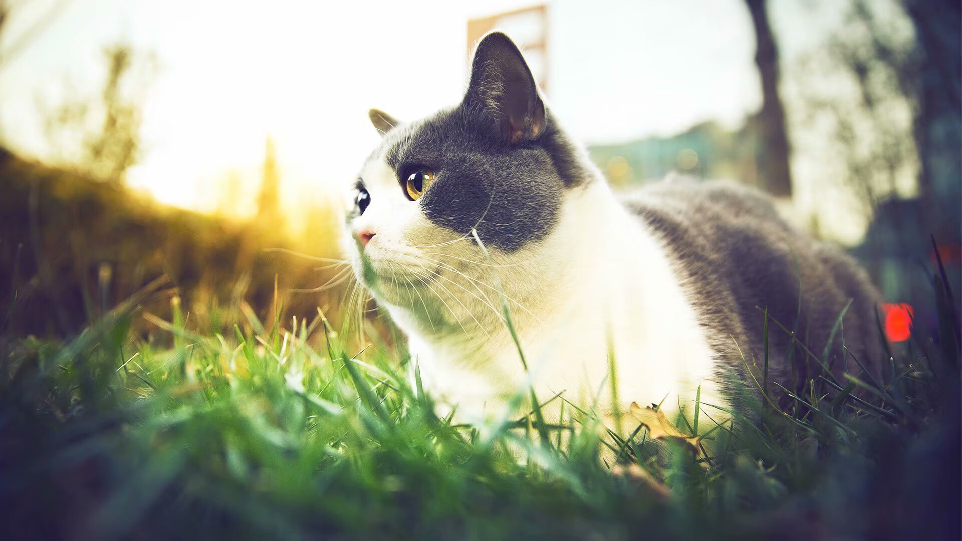 开云体育登录-赫拉克勒斯最后的投石，当马丁内利化身希腊刺客，在伯纳乌完成史诗级弑神