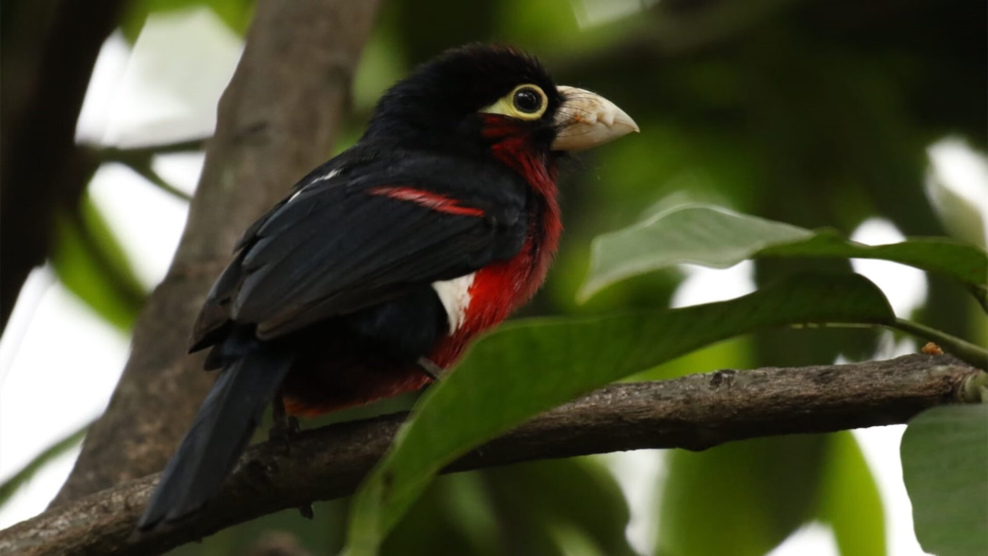 石油权杖与黄昏加冕，当沙漠资本碾过新月弯刀，绿茵老炮接管青春风暴