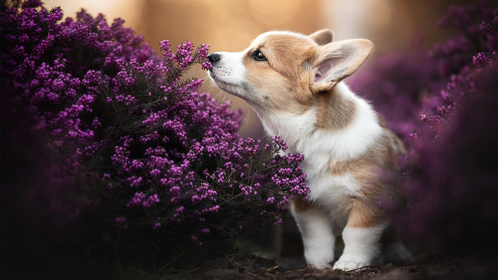 封锁、接管与传承，两种篮球智慧的跨时代对话