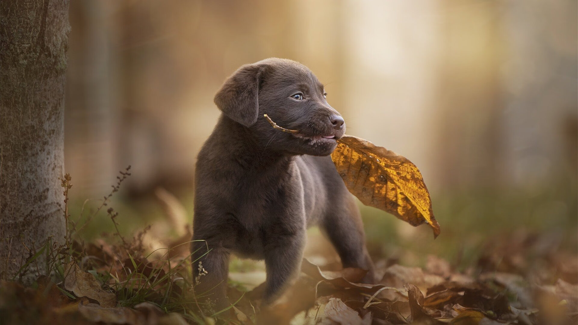 以下是为您构思的文章