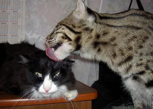 开云体育登录-霍勒迪末节15分点燃盐湖城，爵士精密战术冲垮公牛防线