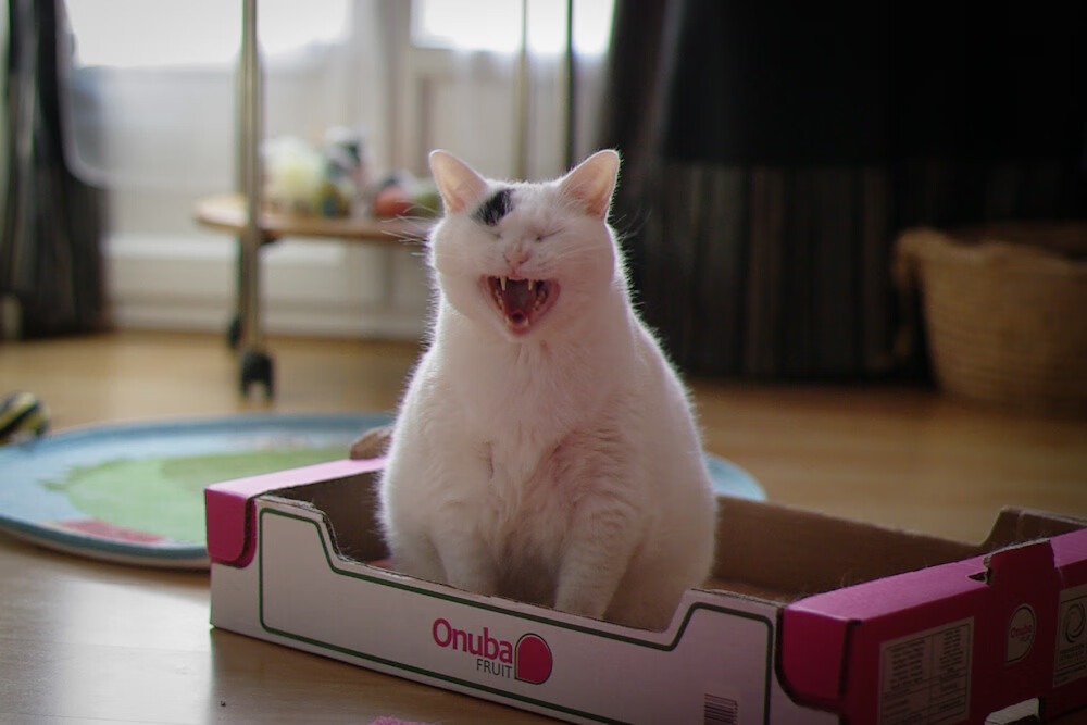 开云sport-加时赛的轰鸣，哥伦比亚的足球基因如何驱动F1年度争冠的终极接管