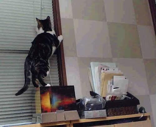 压哨神迹!勒沃库森绝境逆转,阿劳霍用第200场里程碑铭刻传奇