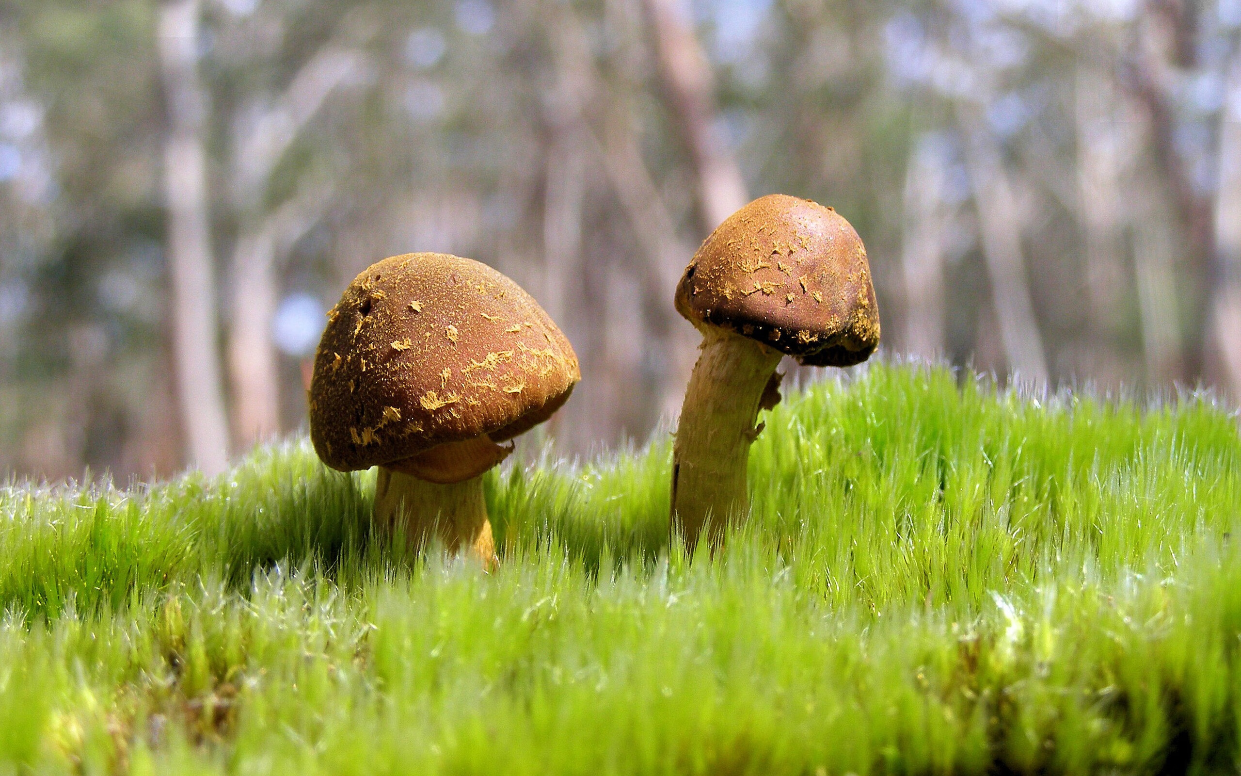 开云体育入口-双重战场，当NBA季后赛的硝烟遇见芬兰足球的寒冰突围