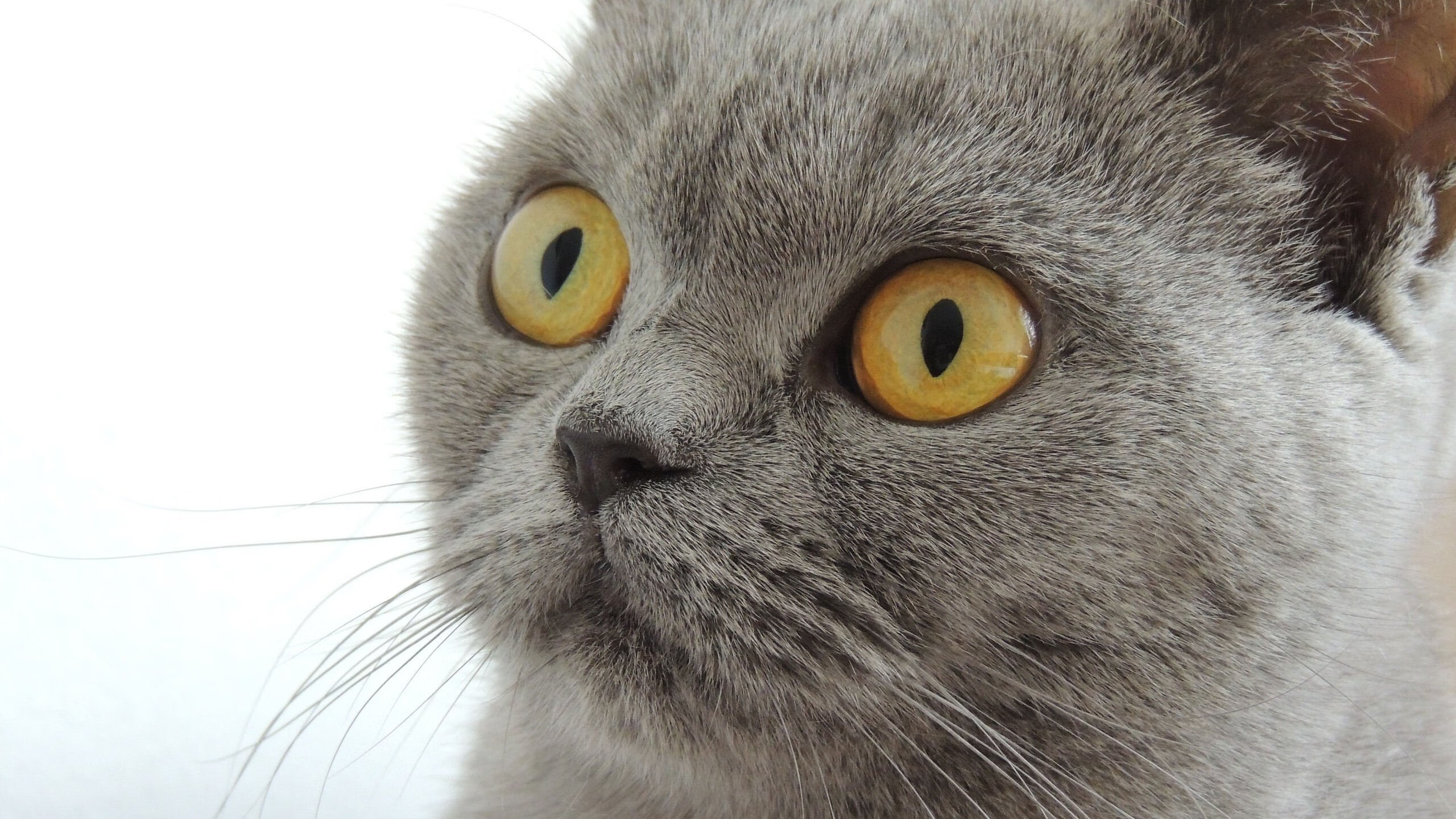 欧冠颠覆夜，真蓝黑哲学如何让哈兰德的光环沦为孤独赞歌