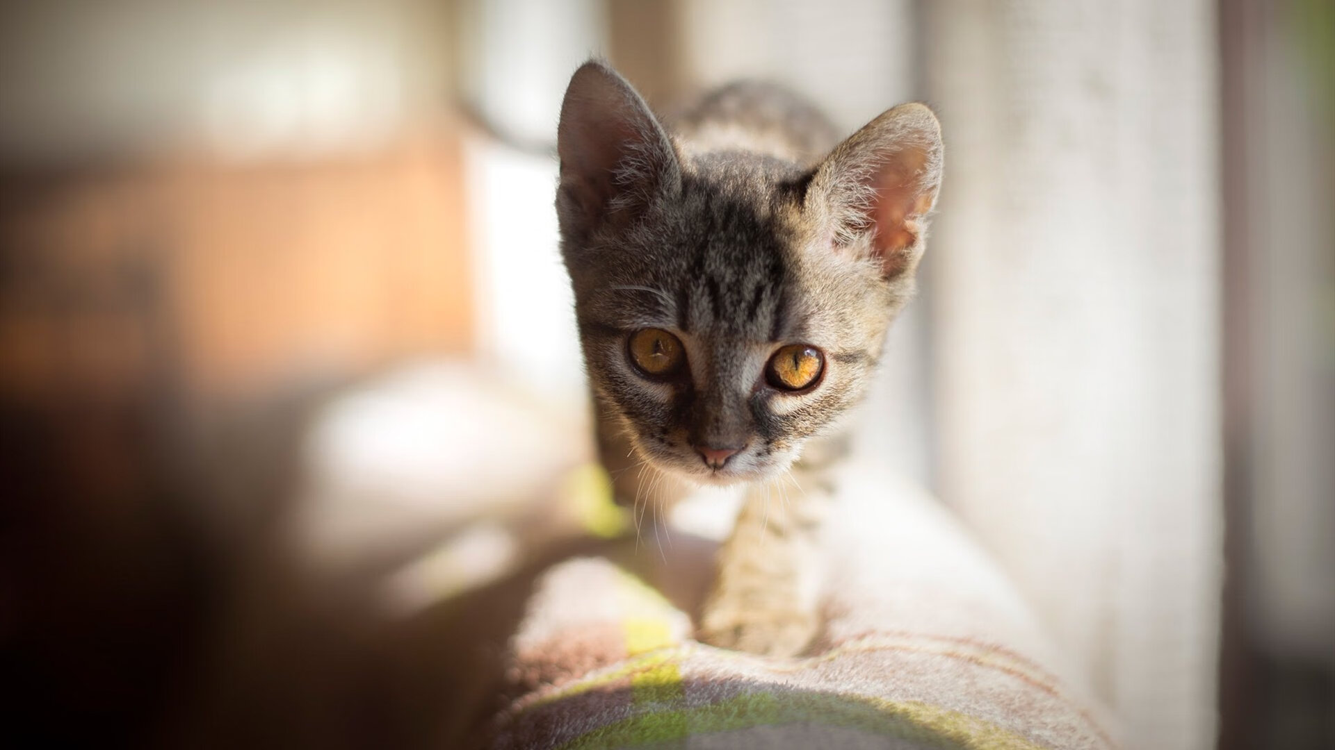 开云体育APP下载-绿茵交响诗，罗德里如何用隐形的指挥棒，谱写巴拉圭与新西兰之战