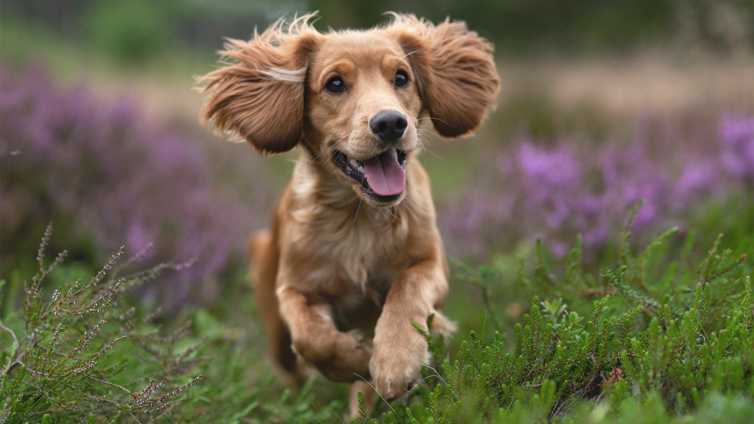 战术蜂群吞噬盐湖城,当爵士撞上黄蜂的窒息之墙,戈贝尔的满分演出与孤独败北
