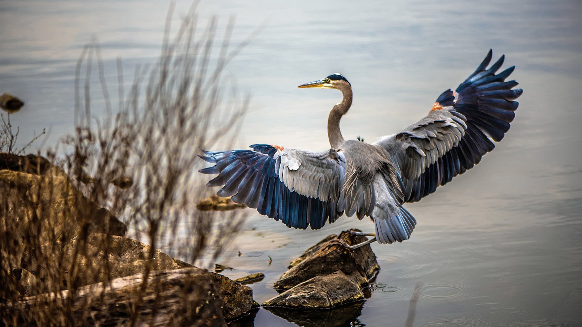 开云体育平台APP-楚阿梅尼，攻防转换的节拍器，在两种绿茵节奏中雕刻大师之路
