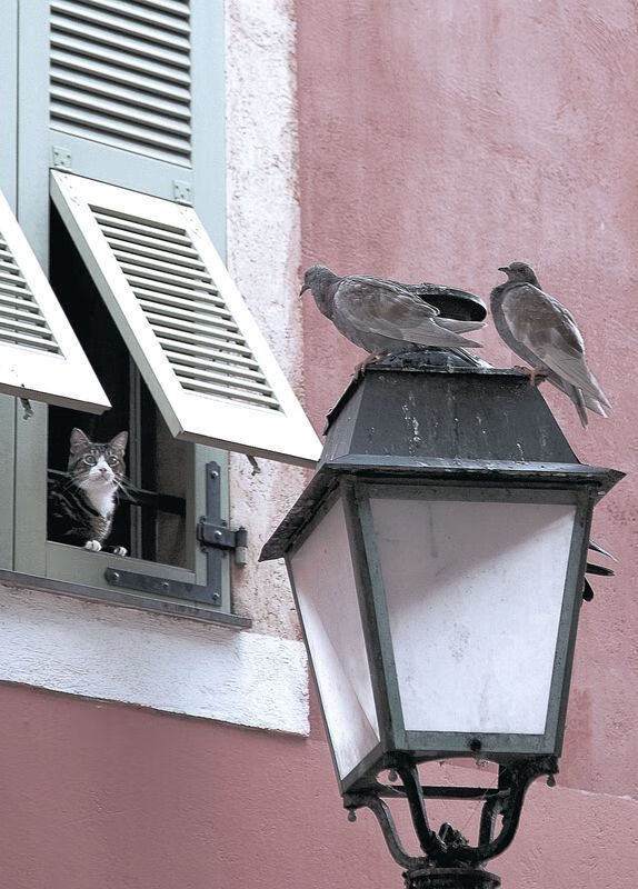 开云体育app-唯一性的光芒，阿尔瓦雷斯扛起全队，里昂险胜阿尔及利亚