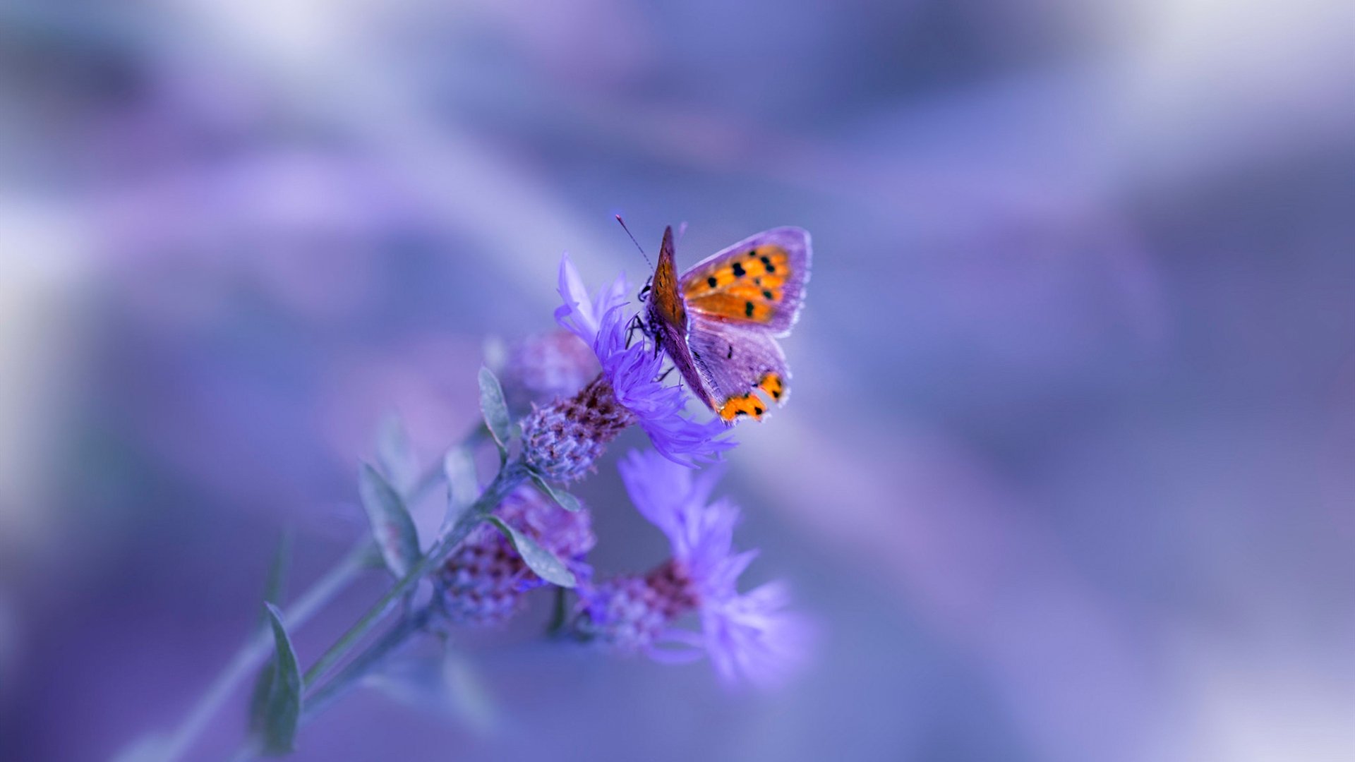 风驰电掣间的终结者，爱德华兹率独行侠一波流席卷圣城