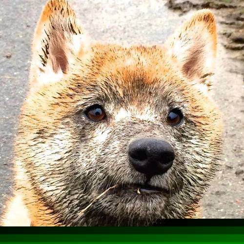 东方新势力的宣言，卡塔尔单节风暴击沉塞维利亚，迪亚斯封神之夜无可争议