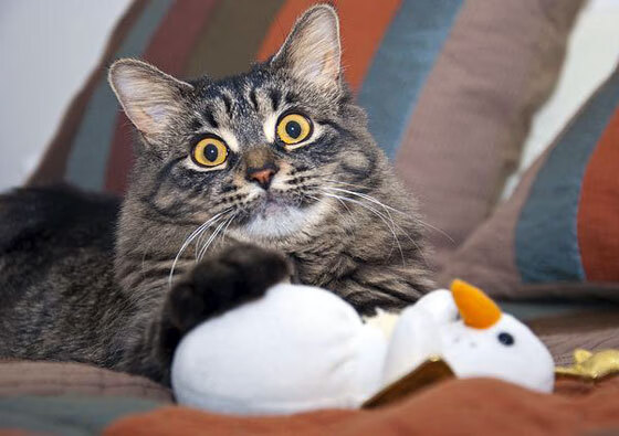 东方新势力的宣言，卡塔尔单节风暴击沉塞维利亚，迪亚斯封神之夜无可争议