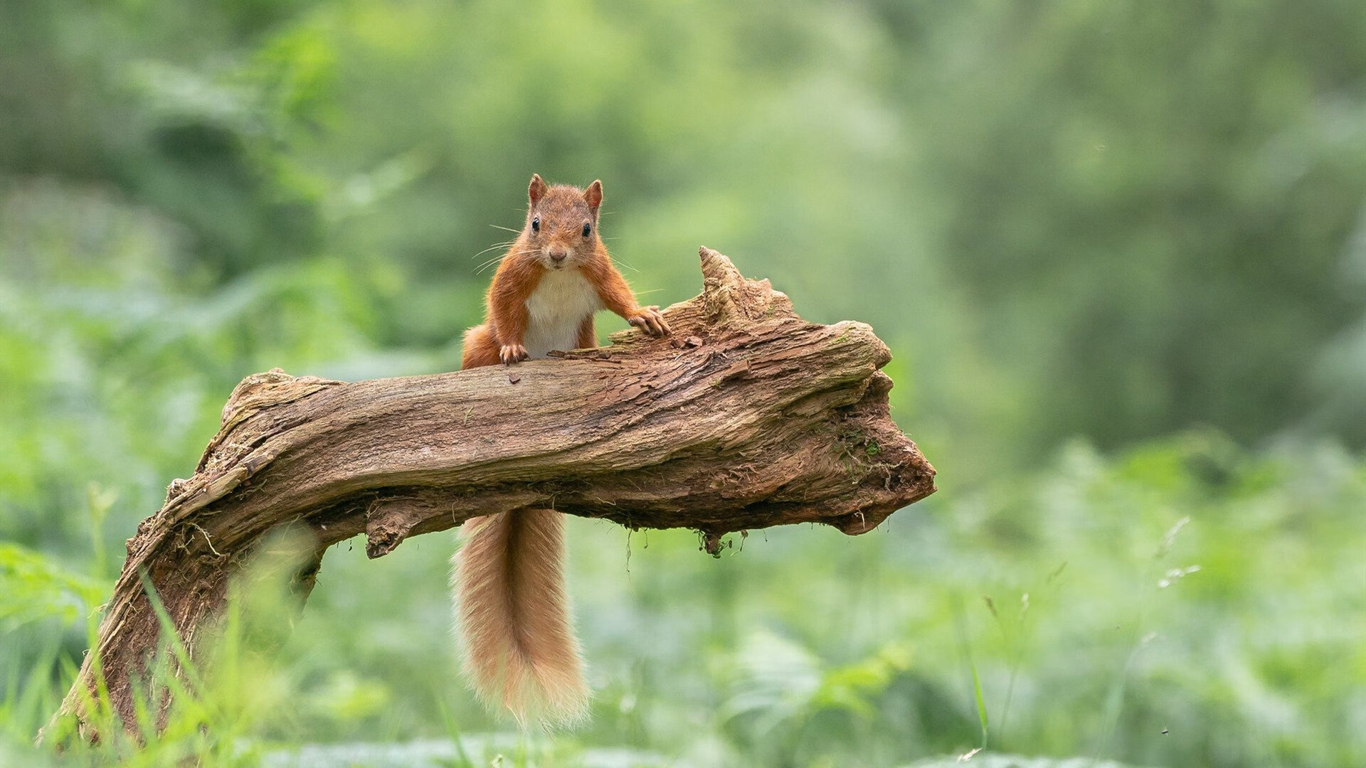 一骑绝尘与背水一战，赛道与球场的终极对决
