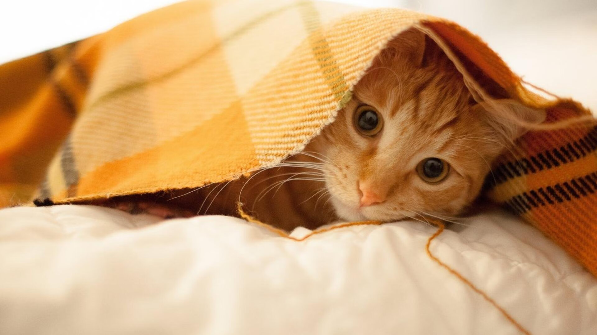 铁索横江与刺客出鞘，当马刺式防守遇上欧文的关键时刻